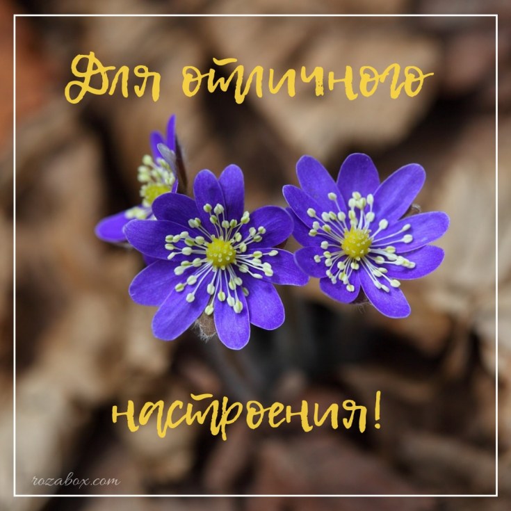 Открытки для отличного настроения красивые цветы тебе просто так