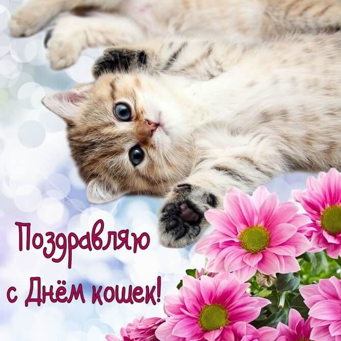 Открытки Открытка на день кошек.  кот лежит среди цветов на спине с лапками 