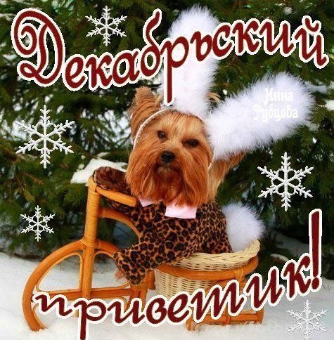 Картинка декабрьский приветик с собакой