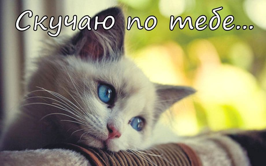 Скучаю по тебе. Открытка с котом