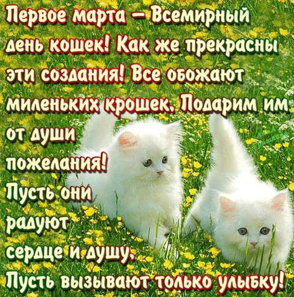 Открытки Открытка на день кошек.  два белых кота на лужайке с одуванчиками 