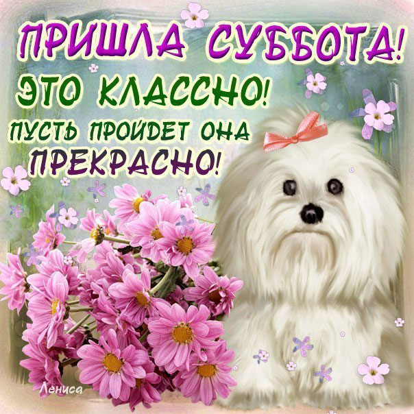 Пришла суббота. Открыта с поздравлениями и собакой