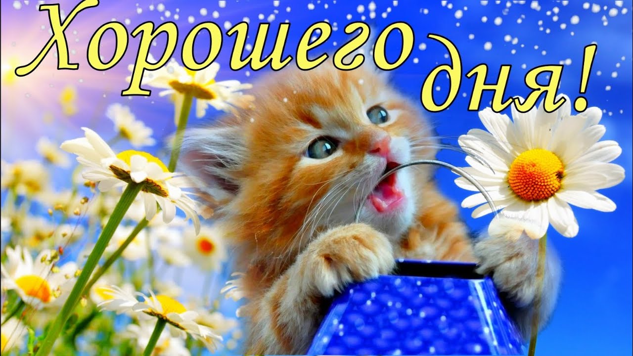Картинки удачного дня. Пусть день будет очень приятным