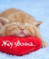 Жду звонка. Рыжий кот лежит на подушке