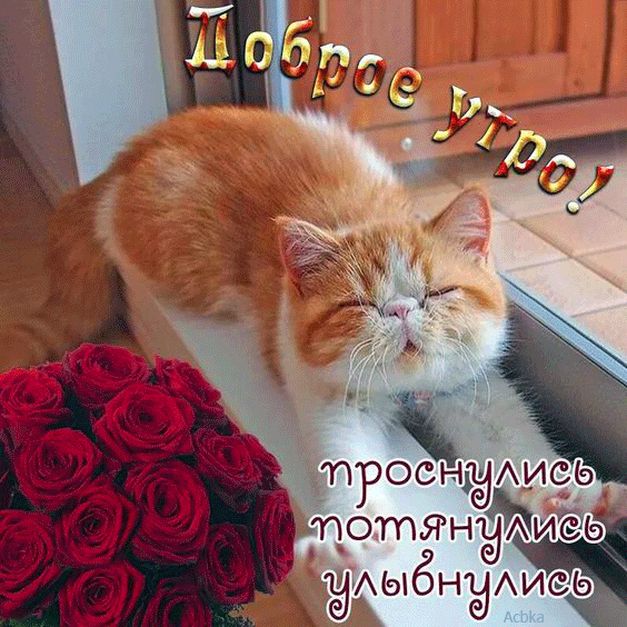 Открытки Доброе утро от анимированного рыжего кота рядом с букетом роз  Открытка доброе утро. Проснулись потянулись улыбнулись. Котейка сидит на подоконнике и вытянул лапки и пытается открыть заспанные глаза. Утренняя милота для родного человека