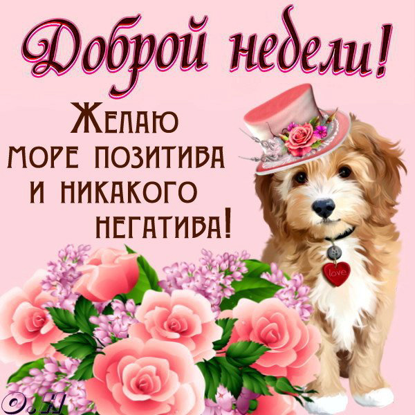 Открытки Доброй недели желаю море позитива и никакого негатива. Цветы с собачкой. 