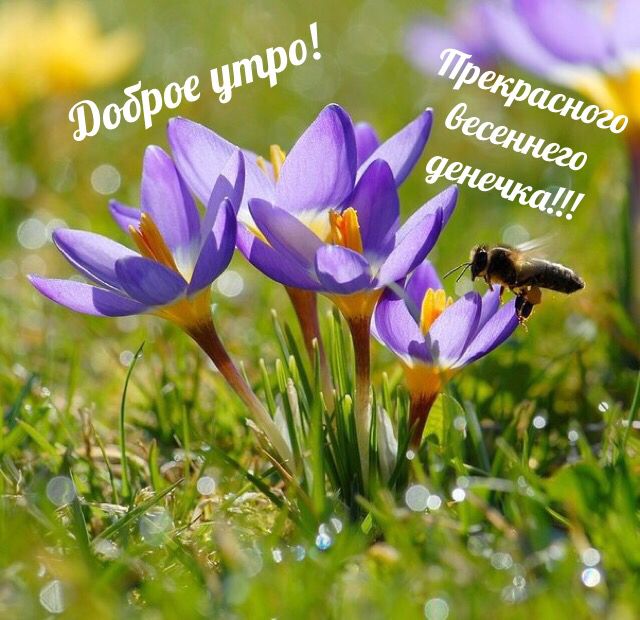 Открытки С добрым весенним утром. Прекрасного весеннего денечка. Открытка с весеннего луга. 
