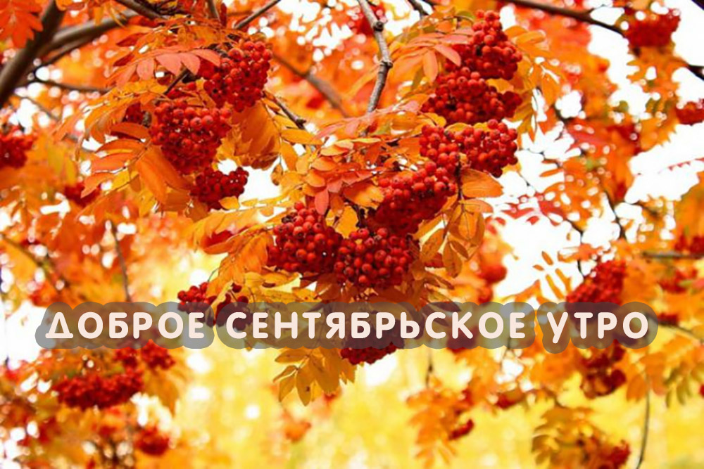 Открытки Доброе сентябрьское утро Рябина и золотая осень. 