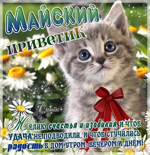 Майский  приветик с котиком