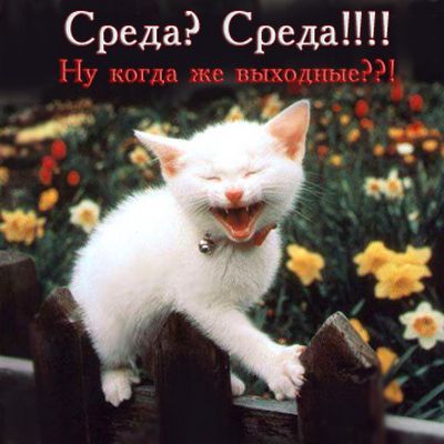 Открытки Открытка среда. Ну когда же выходные. Ждем выходных в среду с котом
