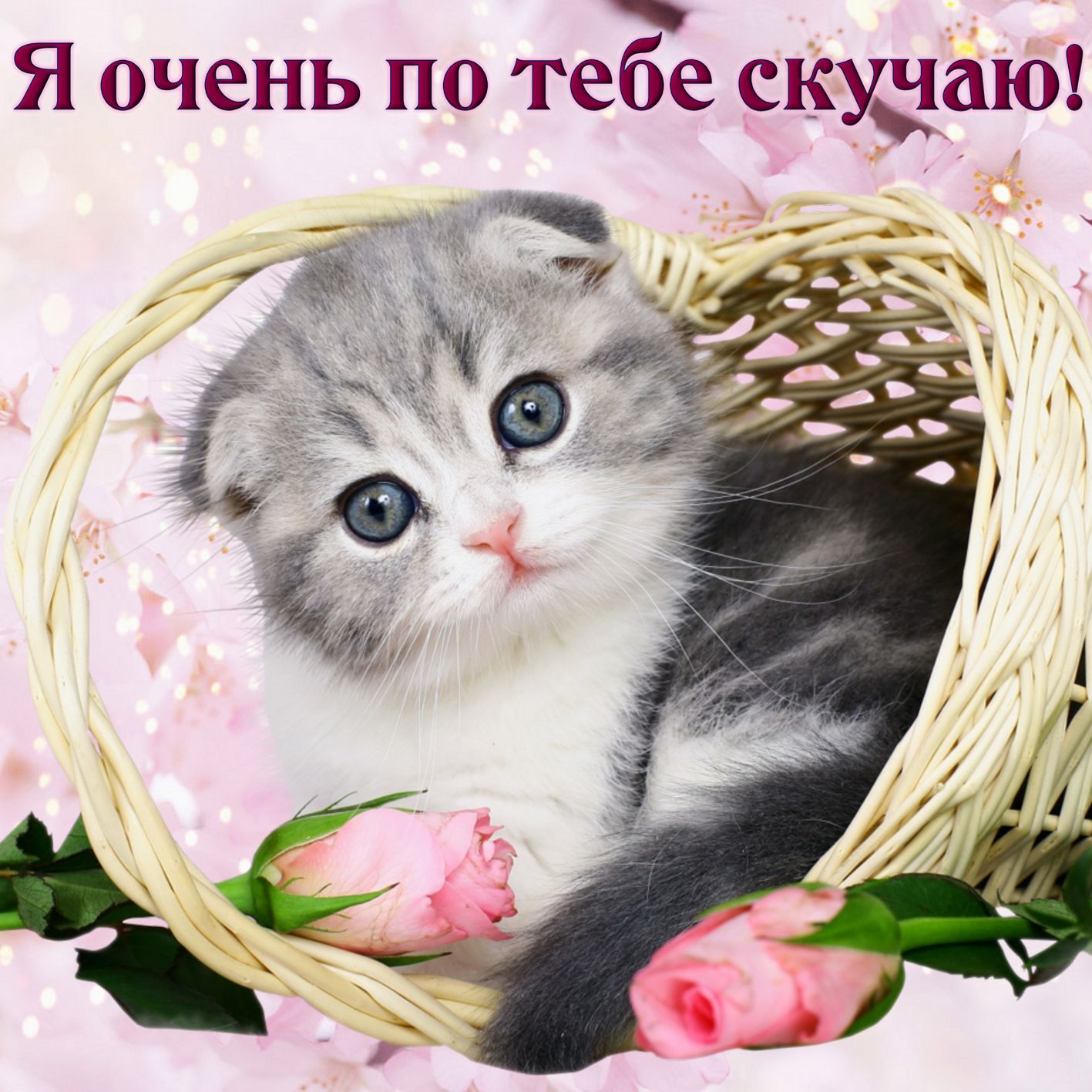 Открытки я по тебе очень скучаю кот в лукошке с розовыми розами. 