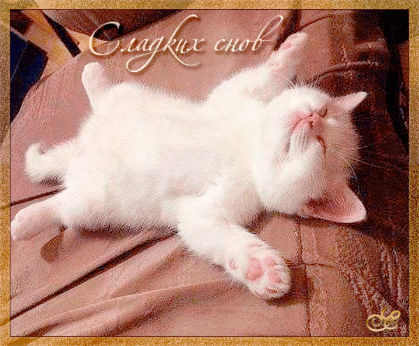 Открытки сладких снов с пожеланиями, котиками, сердечками для родных и близких