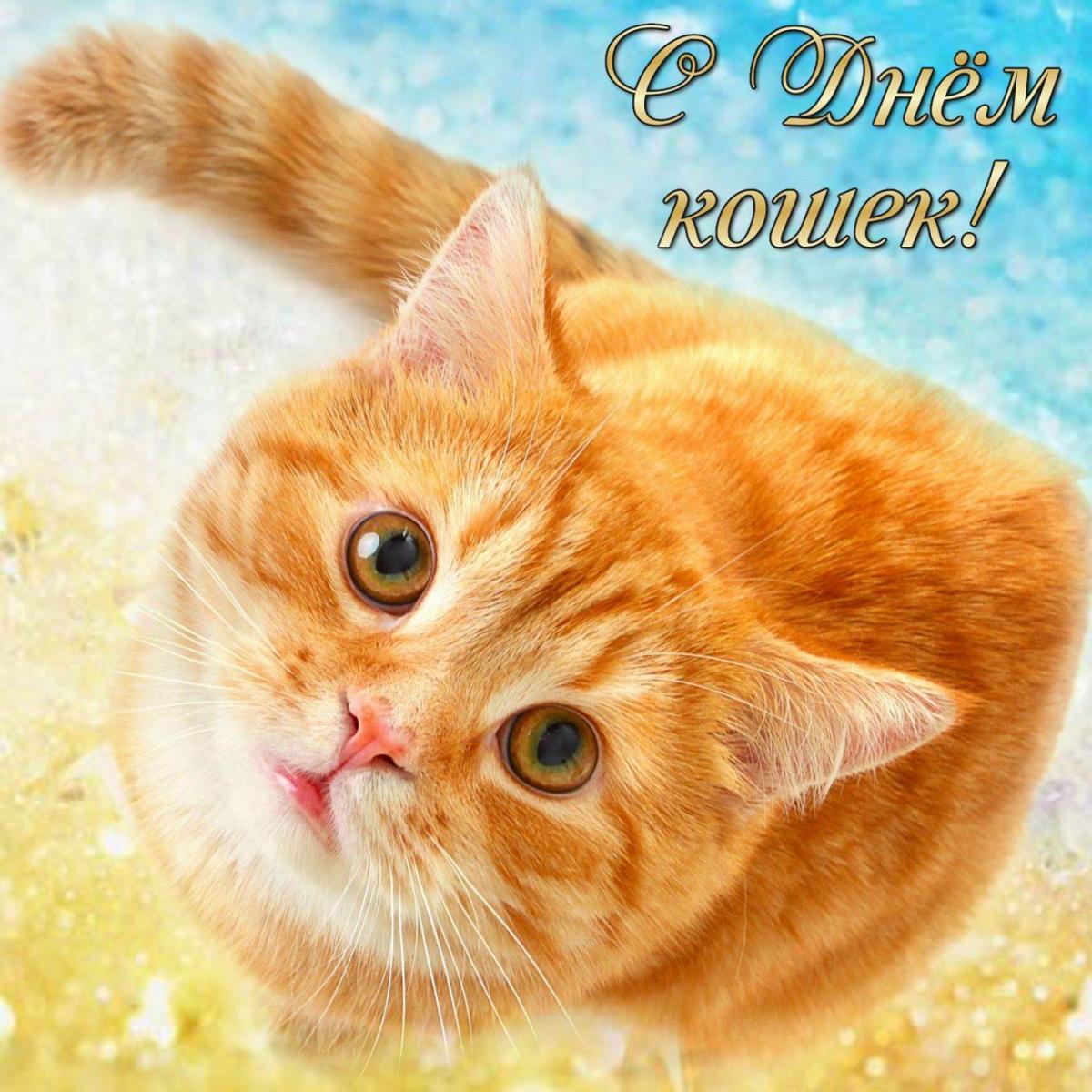 Открытки Открытка на день кошек. Рыжий кареглазый кот Красивые открытки с котами 