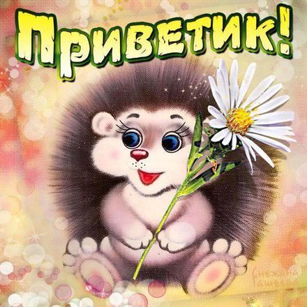 Открытки Приветик Ежик с ромашкой передает привет. Милая красивая открытка 