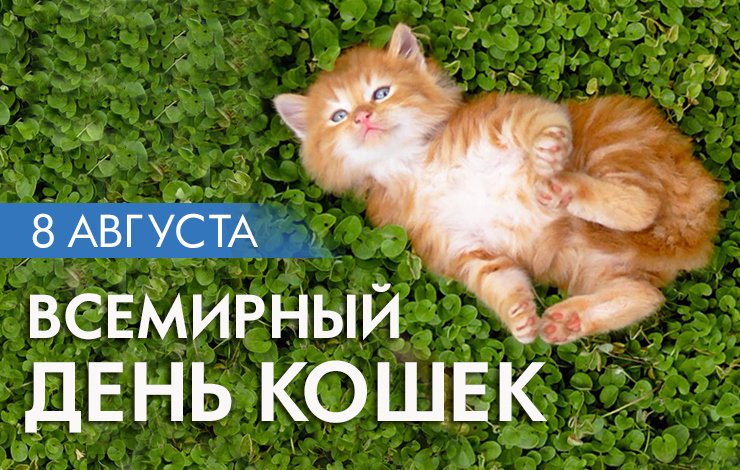 Открытки Открытка на день кошек с подписью рыжий котенок валяется на лужайке из клевера. Всемирный день кошек 8 августа. 