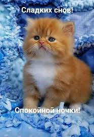 Открытки сладких снов с пожеланиями, котиками, сердечками для родных и близких