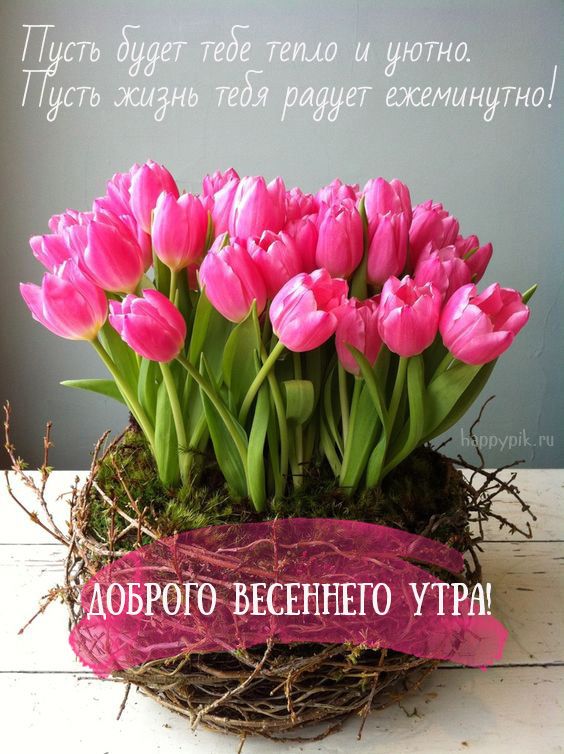 Открытки Открытка с добрым весенним утром  Тюльпаны с поздравлениями и пожеланиями тепла и уюта 
