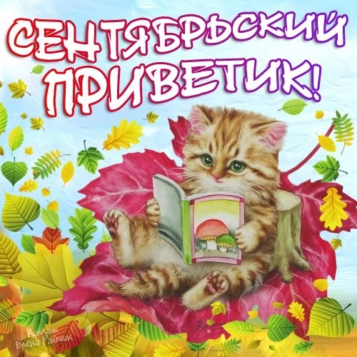 Открытки сентябрьский приветик кот сидит и читает в осенних листьях. 