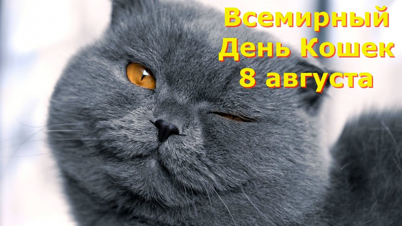 С международным днем кошек