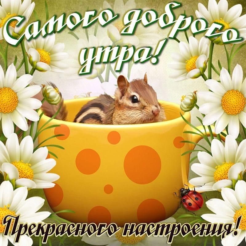 Открытки доброе летнее утро