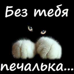 Я по тебе скучаю Без тебя печалька с котом. 