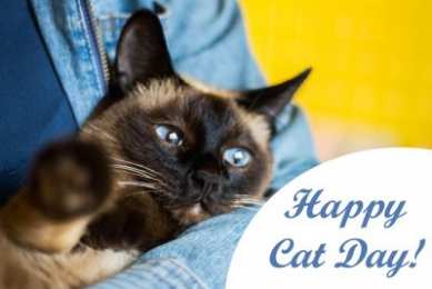 день кошек Открытка на день кошек Сиамец