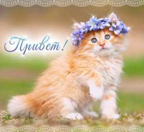 Привет Приветик