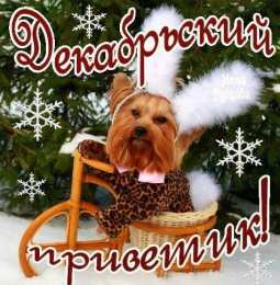 Картинка декабрьский приветик с собакой
