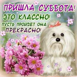 Пришла суббота. Открыта с поздравлениями и собакой