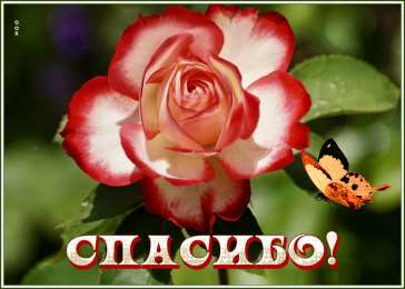 Просто спасибо