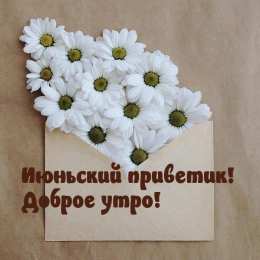 Июньский приветик и доброе утро с ромашками