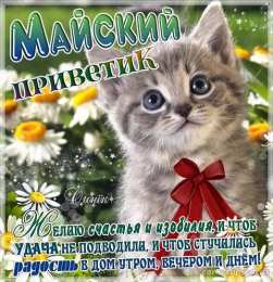 Майский  приветик с котиком